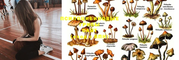 ПСИЛОЦИБИНОВЫЕ ГРИБЫ Алексин